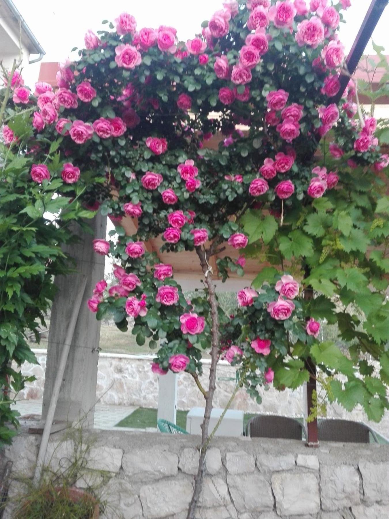 מלון ברודאריצה Dalmati House מראה חיצוני תמונה